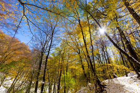 View on yellow autumn trees with blue skyの写真素材