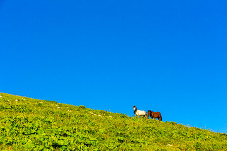 Scenery mountain landscape at Caucasus mountains with horsesの写真素材