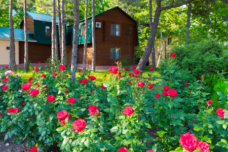Beautiful colorful flowers in the garden summer viewの写真素材