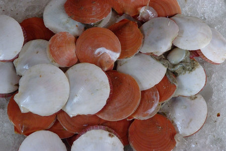 fresh scallops at  fish market