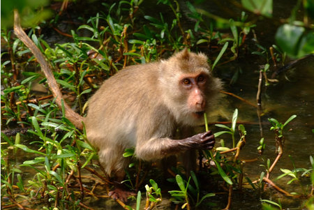 monkey eating