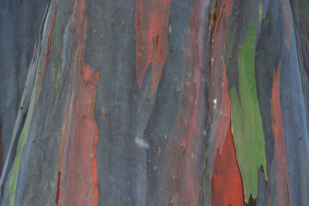 Rainbow Eucalyptus Tree