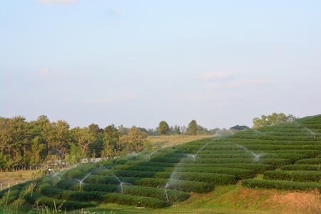 tea plantationsの写真素材