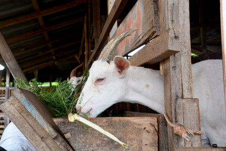Goat in the paddockの写真素材