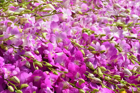 Beautiful pink orchid background, pompadour orchid backgroundの写真素材