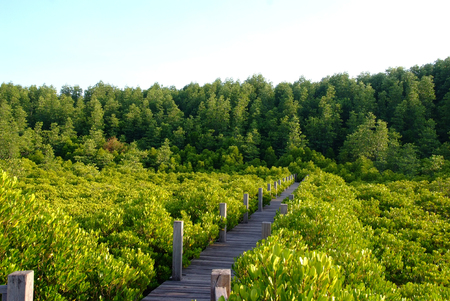 Boardwalk through the mangrove forestの写真素材