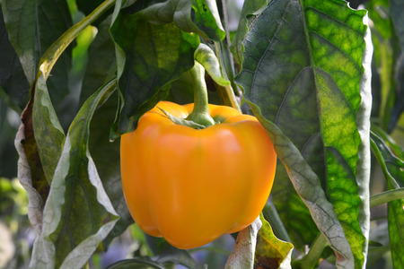 "sweet peppers". Peppers are native to Mexicoの写真素材