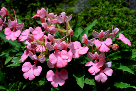 Habenaria rhodocheila in Mhundaeng waterfall at Phu Hin Rong Kla National Park, Phitsanulok, Thailand.(Selective focus)の写真素材