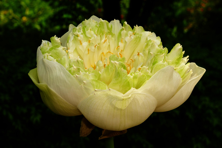 Lotus flower, rare flower. Ancient flower. Symbol of purity. Symbol of Buddhism, Nelumbo, Lotus orehonosny, Species listed in the Red book, Nelumbo nucifera, a Plant in of Asia and Orientの素材 [FY31059014057]