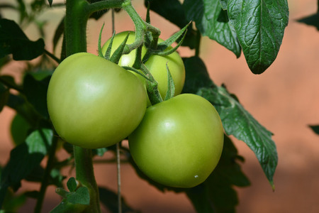 close up of fresh tomatoes on tree plantの写真素材