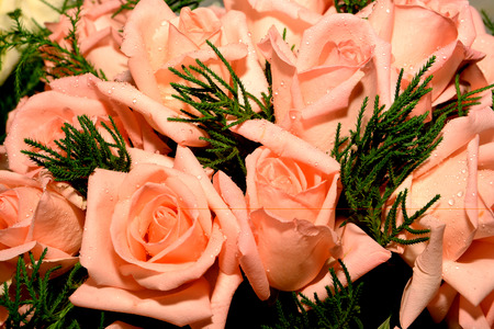 Background image of pink rosesの写真素材