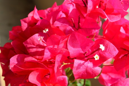 Red Bougaville flowersの写真素材