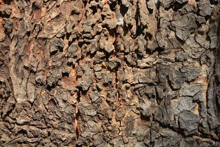 the tree side view of old wood texture in forest. Can be used as backgroundの写真素材