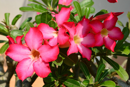 Red Desert Flower, adenium obesumの写真素材