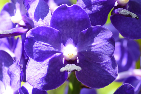 Bouquet of purple orchids.(Vanda)の写真素材