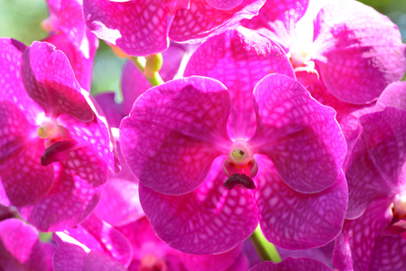Pink Vanda orchid flowerの写真素材