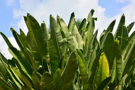 Green Banana leaf in nature, Banana leafの写真素材