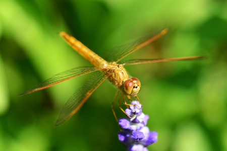 Dragonflies, insects, animals, nature, macro Dragonfly - focus on the eye.の写真素材