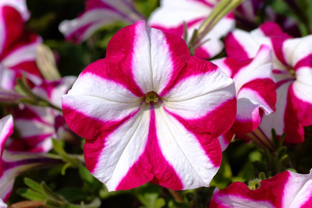 Beautiful petunia flowers in the garden soft focusの写真素材