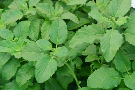 Sweet Basil Green Leaf ** note  select focus with shallow depth of field:ideal use for background.