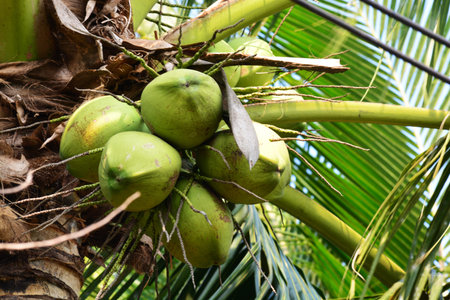 coconut on the tree