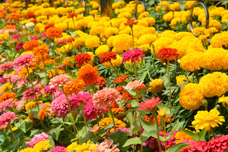 Flowers zinnia, flowers background, Marigold Flowers. Flowers outdoor.の写真素材
