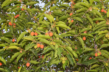 bullet wood fruit on the tree (Mimusops elengi L.)