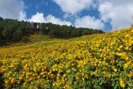 Tree marigold, Mexican tournesol, Mexican sunflower, Japanese sunflower, Nitobe chrysanthemum at Mae U Kho, Khun Yuam District, Tree marigold at Mae Hong Son, Thailandの写真素材