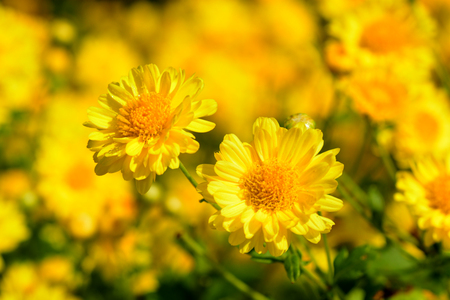 Chrysanthemum indicum Linn flowers. Or Chrysanthemum morifolium Ramat flowers in plantationの写真素材