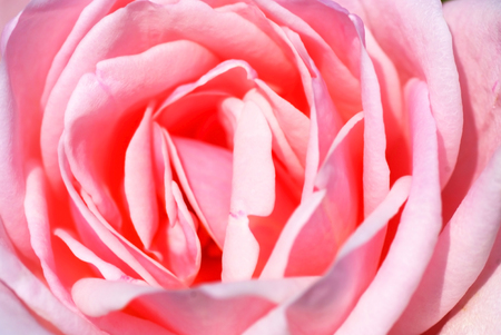 Close up Beautiful pink rose flower very shallow depth of fieldの写真素材