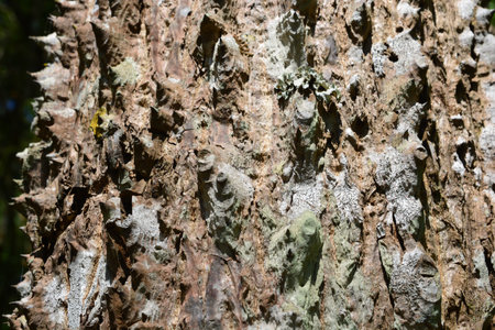trunk thorny of bombax ceiba tree background ** note select focus with shallow depth of field