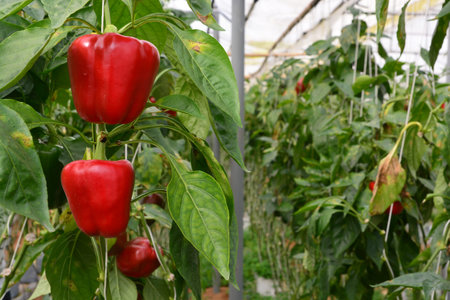 SWEET PEPPER / BELL PEPPER  ON TREE IN GARDENの写真素材