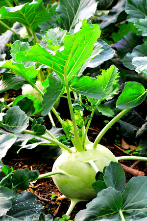 Kohlrabi, Turnip Rooted Cabbageの写真素材