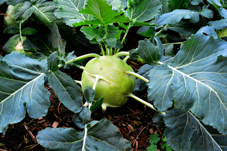 Kohlrabi, Turnip Rooted Cabbageの写真素材