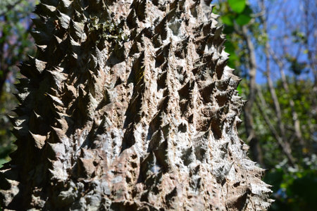 trunk thorny of bombax ceiba tree background ** note select focus with shallow depth of field