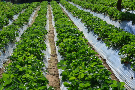 strawberry  in strawberry gardenの写真素材