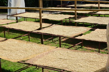Process of drying coffee beans (parchment coffee) sun dry the beans. This is natural and the most ecologicalの写真素材