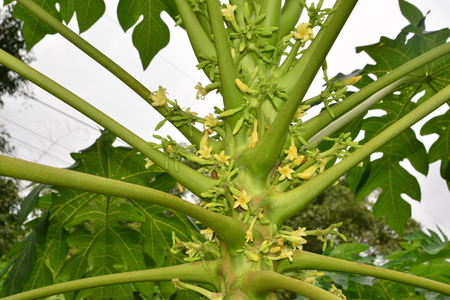 papaya flower on the tree in Papaya plantationsのeditorial素材