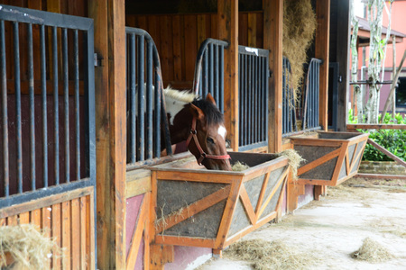 Horses in stable are eating grass.の写真素材