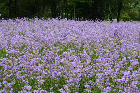 Murdannia giganteum (Vahl.)Br., Commelinaceae,  Sweet purple flowers which crownedの写真素材