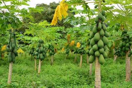 papaya fruit on the tree in Papaya plantationsの写真素材