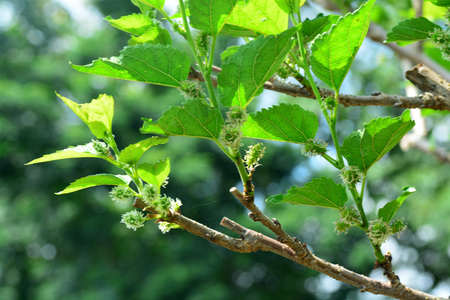 selective focus of Cutting off  top mulberry tree, with blurred other background.の写真素材
