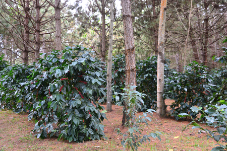 Coffee bean, coffee cherries or coffee berries on Arabica coffee treeの写真素材