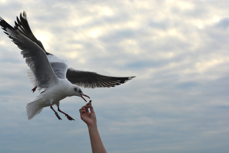 seagull spreading wings flying to eat crackling from  hand feedingの写真素材