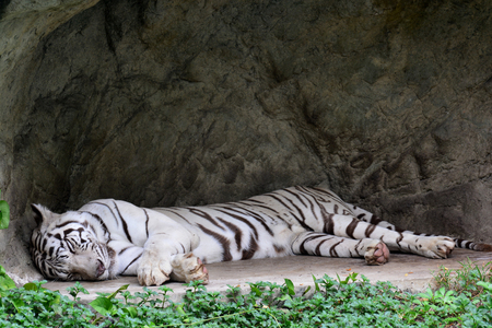 White tiger or White tiger sleepingの写真素材