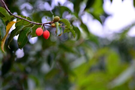 Asian bulletwood, Bullet wood, Bukal, Tanjong tree, Medlar, Spanish cherryの写真素材
