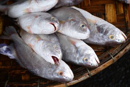 croaker fish Sell in fresh seafood market, note  select focus with shallow depth of fieldの写真素材