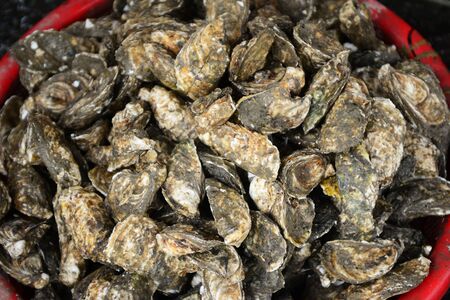 Oysters Sell in fresh seafood market, note  select focus with shallow depth of fieldの写真素材
