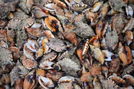 Group of Conch Sell in fresh seafood market, note  select focus with shallow depth of fieldの写真素材