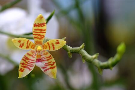 Beautiful orchid Phalaenopsis cornu-cervi on green leaves blur background. note  select focus point with shallow depth of fieldの写真素材